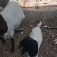 بز مری آبستن یک ماه به بالا با یک شنک ماده|حیوانات مزرعه|سراوان, |دیوار