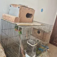 جفت طوطی کوتوله بریزلی