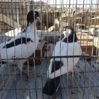 کبوتر تزئینی و رنگی|پرنده|بومهن, |دیوار