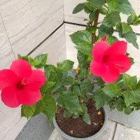 گلهای زیبا