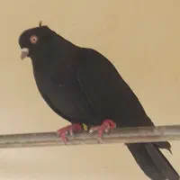 سه عدد کبوتر|پرنده|صفادشت, |دیوار