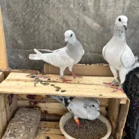 یک جفت کرمونی درجه یک به ضمانت تخم و جوجه|پرنده|تربت‌حیدریه, ۴۵ متری|دیوار