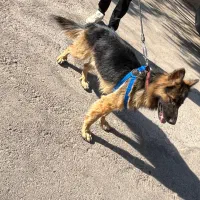 ژرمن شپرد نر