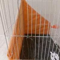 قفس بزرگ مرغ عشق|لوازم جانبی حیوانات|مشهد, رضاشهر|دیوار