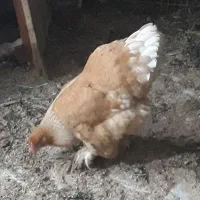 برهما جفت خروس و مرغ تخمگزار