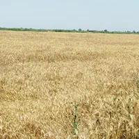 15000متر-کشاورزی-تسطیح-نشده-متری-550