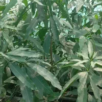 نهال انبه پیوندی چهارفصل رودان برنطین|خدمات باغبانی و درختکاری|بندرعباس, |دیوار