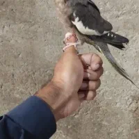 عروس هلندی