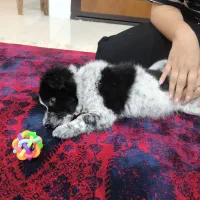 واگذاری سگ اشپیتز|سگ|مشهد, پورسینا|دیوار