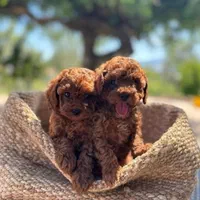 فروش سگ پامرانین و توی ،پودل بدون واسطه|سگ|اصفهان, جلفا|دیوار