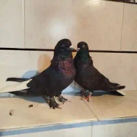 کبوتر سیاه|پرنده|فارسان, |دیوار