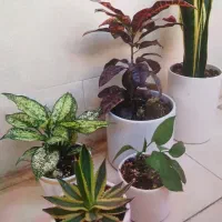 گل‌های آپارتمانی با گلدان و زیرگلدانی