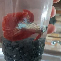 فایتر گرید(A)وارداتی|ماهی|اسلام‌شهر, شهرک مفیدی|دیوار