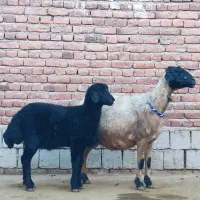 میش و قوچ|حیوانات مزرعه|میاندوآب, |دیوار