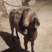 گوسفند قربانی واقعا پر هیکل