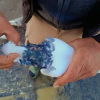 طوقی کاکولی|پرنده|همدان, |دیوار