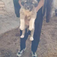 سگ ماده سرابی واگذاری