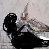 جوجه عروس هلندی و ماده بالغ
