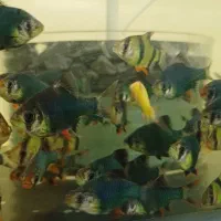 انواع ماهی.عمده و خرده|ماهی|هشتگرد, شهرک اقدسیه|دیوار