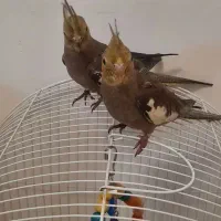 جوجه عروس هلندی|پرنده|قرچک, میرزائی جنوبی|دیوار