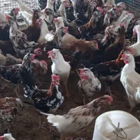 جوجه خروس گلین|حیوانات مزرعه|مرودشت, فاز دوم شهرک فرهنگیان|دیوار