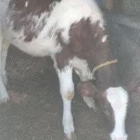 سه عدد گوساله سیمنتال دوتا نرویکی ماده ممتاز|حیوانات مزرعه|تخت سلیمان, |دیوار