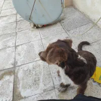 سگ واگذاری|سگ|مشهد, پورسینا|دیوار