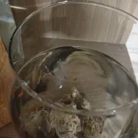 ماهی گوپی