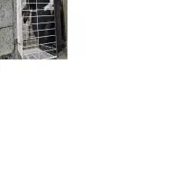 خرگوش اهلی|موش و خرگوش|حویق, |دیوار