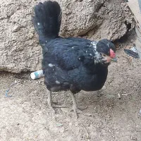 مرغ و خروس گلین