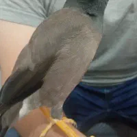 مرغ مینا سخنگو