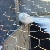 کبوتر|پرنده|ایلخچی, |دیوار