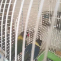 انواع جفت های مولد و تازه بالغ طوطی برزیلی