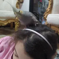 عروس هلندی دوماهه|پرنده|رشت, جانبازان|دیوار