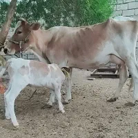 گاو جرسی تازه زایده با گوساله نر انپولی