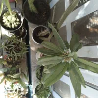 فروش گل با گلدان|گل و گیاه طبیعی|شیراز, شهرک والفجر|دیوار