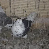 اجفت تهرونی دوکت تخت دم سفید