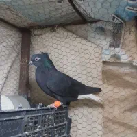 کفتر