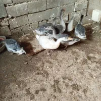 کبوتر|اسباببازی|شاهرود, |دیوار