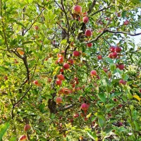 کارشناس رشد تناژ و تغذیه خاک|خدمات باغبانی و درختکاری|صدرا-فارس, فاز ۲|دیوار