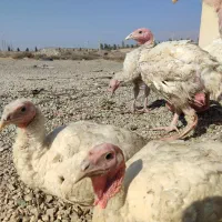 بوقلمون بیوتی