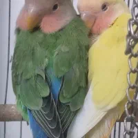 یک عدد جوجه  طوطی برزیلی ۳ ماهه صورت هلوبی