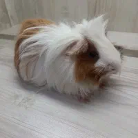 خوکچه هندی ماده|موش و خرگوش|اندیشه, اندیشه فاز ۵|دیوار