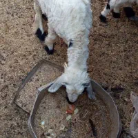 حیوانات|حیوانات مزرعه|هامون, |دیوار