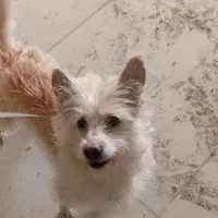 سگ واگذاری|سگ|دورود, |دیوار