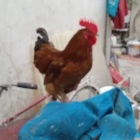 فروش مرغ و خروس پا کوتا چینی بالای 5تا تخفیف میدم
