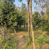 فروش200متر-زمین-مسکونی-احمد-سرگوراب-زیبا