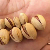 کود های تقویتی درخت پسته (افزایش سایز و خندان شدن)|خدمات باغبانی و درختکاری|قم, آزادگان|دیوار