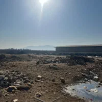 کود گوسفندی کله پاچه گوسفندی