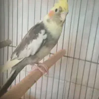 عروس هلندی و ۳ تا جوجه